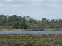 NL, Noord-Brabant, Drimmelen, Steurgat, Polder Moordplaat 4, Saxifraga-Willem van Kruijsbergen