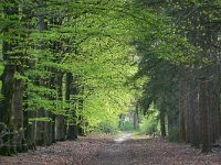 NL, Noord-Brabant, Eersel, Buikheide 3, Saxifraga-Tom Heijnen