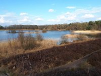 NL, Noord-Brabant, Eersel, Grootmeer 12, Saxifraga-Tom Heijnen