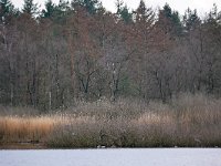 NL, Noord-Brabant, Eersel, Kleinmeer 1, Saxifraga-Tom Heijnen