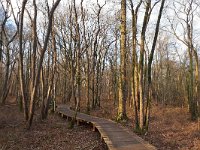 NL, Noord-Brabant, Eersel, Knuppelpad Vessem 1, Saxifraga-Tom Heijnen