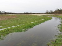 NL, Noord-Brabant, Eersel, Landschotse Heide 2, Saxifraga-Tom Heijnen