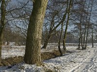 NL, Noord-Brabant, Eindhoven, Bokt 1, Saxifraga-Marijke Verhagen