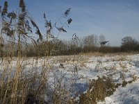 NL, Noord-Brabant, Eindhoven, Bokt 11, Saxifraga-Jan van der Straaten