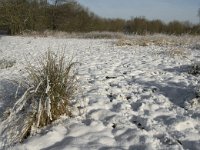 NL, Noord-Brabant, Eindhoven, Bokt 6, Saxifraga-Marijke Verhagen