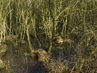 NL, Noord-Brabant, Eindhoven, De Bogten 7, Saxifraga-Jan van der Straaten