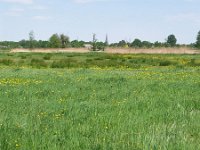 NL, Noord-Brabant, Eindhoven, Dommel valley between Sterrenlaan and Hooidonk 6, Saxifraga-Tom Heijnen