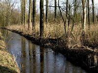 NL, Noord-Brabant, Eindhoven, Lage Heide 19, Saxifraga-Jan van der Straaten