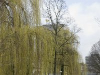 NL, Noord-Brabant, Eindhoven, Paradijslaan 6, Saxifraga-Marijke Verhagen