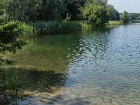 NL, Noord-Brabant, Geertruidenberg, NION Plas 7, Saxifraga-Marijke Verhagen