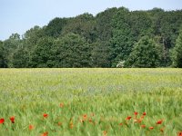 NL, Noord-Brabant, Geldrop-Mierlo, Gijzenrooi 1, Saxifraga-Tom Heijnen