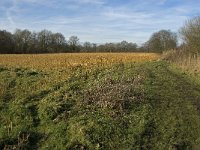 NL, Noord-Brabant, Geldrop-Mierlo, Gijzenrooische Zegge 17, Saxifraga-Jan van der Straaten