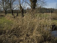 NL, Noord-Brabant, Geldrop-Mierlo, Gijzenrooische Zegge 20, Saxifraga-Jan van der Straaten