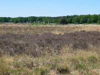 NL, Netherlands, Goirle, Regte Heide 2, Saxifraga-Tom Heijnen