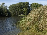 NL, Noord-Brabant, Goirle, Bankven 5, Saxifraga-Jan van der Straaten