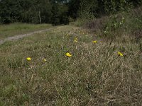 NL, Noord-Brabant, Goirle, Gemeentebossen 11, Saxifraga-Willem van Kruijsbergen