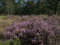 NL, Noord-Brabant, Goirle, Gemeentebossen 6, Saxifraga-Willem van Kruijsbergen