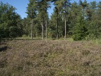 NL, Noord-Brabant, Goirle, Gemeentebossen 9, Saxifraga-Willem van Kruijsbergen