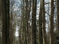 NL, Noord-Brabant, Goirle, Gorp en Rovert 15, Saxifraga-Jan van der Straaten