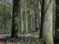 NL, Noord-Brabant, Goirle, Gorp en Rovert 16, Saxifraga-Jan van der Straaten