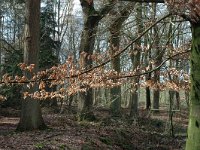 NL, Noord-Brabant, Goirle, Gorp en Rovert 17, Saxifraga-Jan van der Straaten