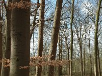 NL, Noord-Brabant, Goirle, Gorp en Rovert 8, Saxifraga-Jan van der Straaten