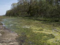 NL, Noord-Brabant, Goirle, Landgoed De Hoevens 18, Saxifraga-Willem van Kruijsbergen