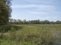 NL, Noord-Brabant, Goirle, Landgoed De Hoevens 24, Saxifraga-Willem van Kruijsbergen