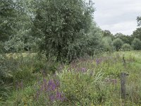 NL, Noord-Brabant, Goirle, Landgoed De Hoevens 46, Saxifraga-Willem van Kruijsbergen