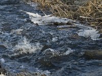 NL, Noord-Brabant, Goirle, Ley, Regte Heide 1, Saxifraga-Jan van der Straaten