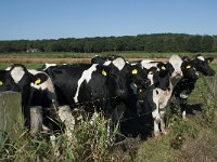 NL, Noord-Brabant, Goirle, Poppelsche Leij 2, Saxifraga-Willem van Kruijsbergen