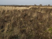 NL, Noord-Brabant, Goirle, Regte Heide 10, Saxifraga-Jan van der Straaten