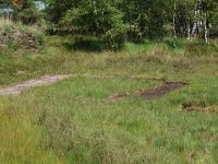 NL, Noord-Brabant, Goirle, Regte Heide 20, Saxifraga-Willem van Kruijsbergen