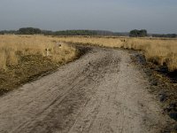 NL, Noord-Brabant, Goirle, Regte Heide 22, Saxifraga-Jan van der Straaten