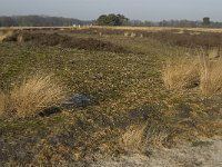 NL, Noord-Brabant, Goirle, Regte Heide 23, Saxifraga-Jan van der Straaten