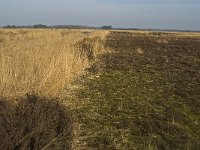 NL, Noord-Brabant, Goirle, Regte Heide 24, Saxifraga-Jan van der Straaten