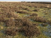 NL, Noord-Brabant, Goirle, Regte Heide 26, Saxifraga-Jan van der Straaten