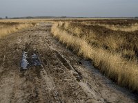 NL, Noord-Brabant, Goirle, Regte Heide 27, Saxifraga-Jan van der Straaten