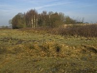 NL, Noord-Brabant, Goirle, Regte Heide 3, Saxifraga-Jan van der Straaten