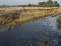 NL, Noord-Brabant, Goirle, Regte Heide 31, Saxifraga-Jan van der Straaten