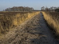 NL, Noord-Brabant, Goirle, Regte Heide 36, Saxifraga-Jan van der Straaten