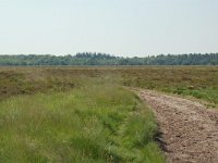 NL, Noord-Brabant, Goirle, Regte Heide 4, Saxifraga-Willem van Kruijsbergen