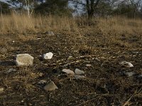 NL, Noord-Brabant, Goirle, Regte Heide 46, Saxifraga-Jan van der Straaten