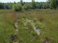 NL, Noord-Brabant, Goirle, Regte Heide 60, Saxifraga-Willem van Kruijsbergen