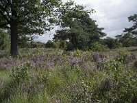 NL, Noord-Brabant, Goirle, Regte Heide 68, Saxifraga-Willem van Kruijsbergen