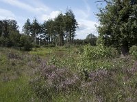 NL, Noord-Brabant, Goirle, Regte Heide 69, Saxifraga-Willem van Kruijsbergen