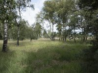 NL, Noord-Brabant, Goirle, Regte Heide 71, Saxifraga-Willem van Kruijsbergen