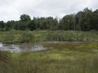 NL, Noord-Brabant, Goirle, Regte Heide 73, Saxifraga-Willem van Kruijsbergen