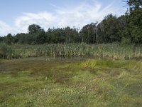 NL, Noord-Brabant, Goirle, Regte Heide 74, Saxifraga-Willem van Kruijsbergen