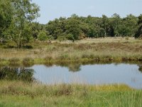 NL, Noord-Brabant, Goirle, Regte Heide, mere 12, Saxifraga-Willem van Kruijsbergen